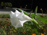 Бругмансия древовидная – Brugmansia arborea (L.) Lagerh.