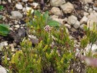 Брукенталия спикулолистная, игольчатолистная – Bruckenthalia spiculifolia (Salisb.) Rchb.
