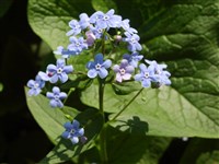Бруннера крупнолистная – Brunnera macrophylla (Adams) Johnst. (1)