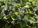 Бруннера крупнолистная – Brunnera macrophylla (Adams) Johnst. (2)