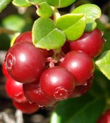 Брусника (Магаданская область)