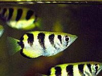 Брызгун (Toxotes jaculator)