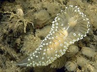 Брюхоногие (Моллюск вида Janolus cristatus)