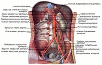 Брюшная часть аорты и её ветви