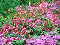 Бугенвиллея