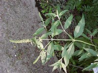 Буддлея Вейера – Buddleja x weyriana Weyer.