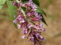 Буддлея Давида – Buddleja davidii Franch.