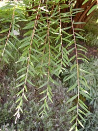 Буддлея очереднолистная – Buddleja alternifolia Maxim.