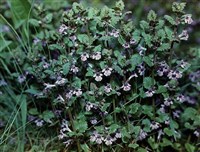 Будра плющевидная