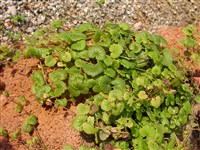 Будра плющелистная, котовник плющелистный – Glechoma hederacea L. (1)