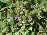 Будра плющелистная, котовник плющелистный – Glechoma hederacea L. (2)