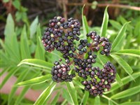 Бузина Эбулус, травянистая – Sambucus ebulus L.