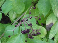 Бузина канадская – Sambucus canadensis L.