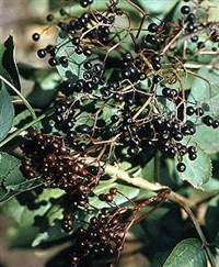 Бузина черная