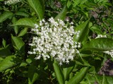 Бузина черная – Sambucus nigra L. (2)