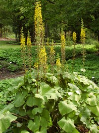 Бузульник Вича – Ligularia veitchiana (Hemsl.) Greenman