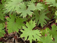 Бузульник Пржевальского – Ligularia przewalskii (Maxim.) Diels.