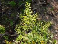 Бузульник крупнолистный – Ligularia macrofilla (Ledeb.) DC.