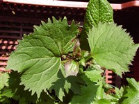 Бузульник промежуточный – Ligularia intermedia Nak.