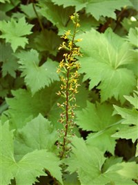 Бузульник узкоголовчатый – Ligularia stenocephala (Maxim.) Matsum. et Koidz.