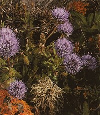 Букашник горный – Jasione montana L.