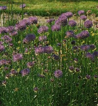 Букашник светлый, многолетний, пиренейский – Jasione laevis Lam.