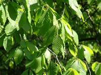 Бук восточный – Fagus orientalis Lipsky.