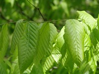 Бук крупнолистный, американский, широколистный – Fagus grandifolia Ehrenb.