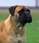 Бульмастиф