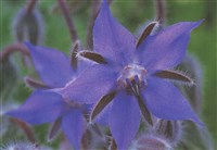 Бурачник лекарственный, огуречная трава – Borago officinalis L. (1)
