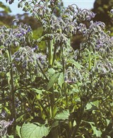 Бурачник лекарственный, огуречная трава – Borago officinalis L. (2)
