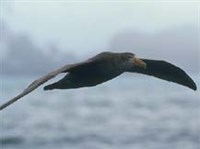 Буревестники (гигантский буревестник)