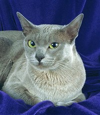 Бурма (голубая)