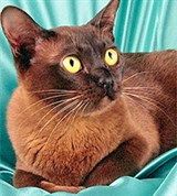 Бурма (коричневая)