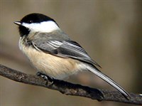 Буроголовая гаичка