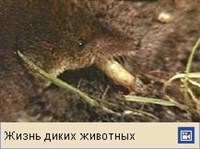 Бурозубка (видео)