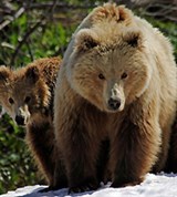 Бурый медведь (Кроноцкий заповедник)