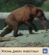Бурый медведь (видео)