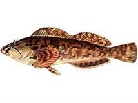 Бурый терпуг (рисунок)