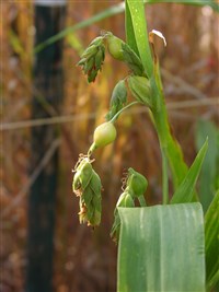 Бусенник обыкновенный – Coix lacryma-jobi L. (1)