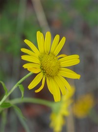 Буфталмум иволистный – Buphthalmum salicifolium L. (1)