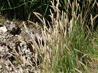 Бухарник шерстистый, бухарник йоркширский – Holcus lanatus L.