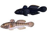 Бычок-кругляк (рисунок)