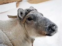 ВАЖЕНКА (морда)