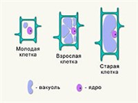 ВАКУОЛИ (растительные)