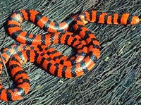 ВАЛЬКОВАТЫЕ ЗМЕИ