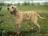 ВАНДЕЙСКИЙ ГРИФФОН