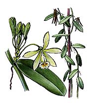 ВАНИЛЬ (часть стебля с соцветием и др.)