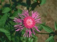 ВАСИЛЕК (луговой)