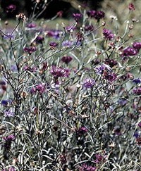 ВАСИЛЕК СИНИЙ